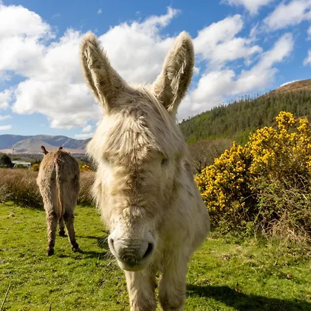 펜션 Castle View House - Private Vacation With Mountain & Sea Views - 5 Min Walk To Village - 10 Min Drive To Rossbeigh & Dooks Golf Course - On The Ring Of Kerry-wild Atlantic Way 글렌비
