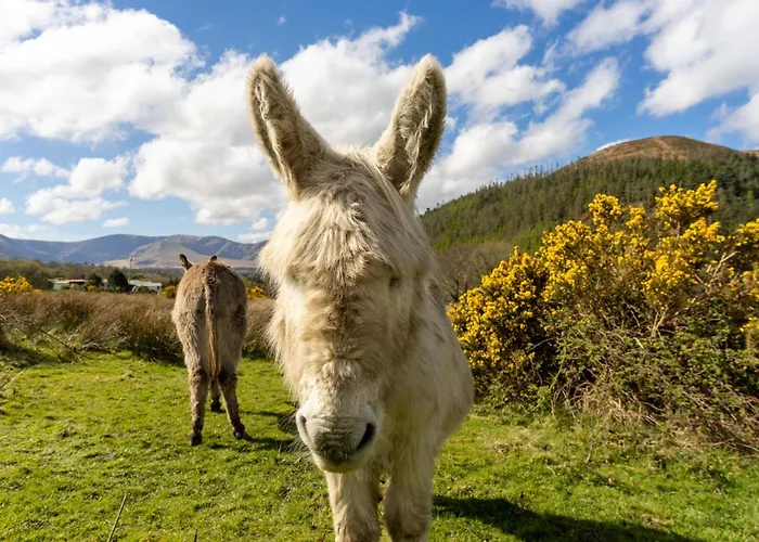 Hébergement de vacances Castle View House -Luxury 7 Bedroom Property In Glenbeigh On The Ring Of Kerry-Wild Atlantic Way With Mountain & Sea Views - Close To Beach & Dooks Golf Course Glenbeigh